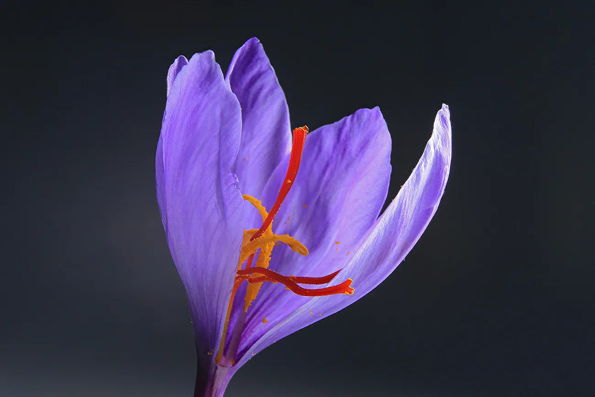 Kashmir Saffron — Grade 1 (7g)
