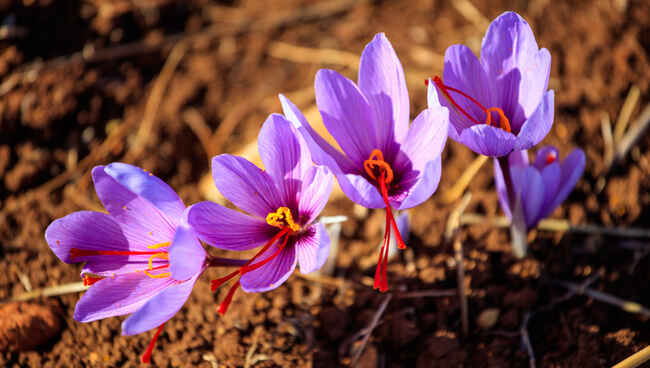 Kashmir Saffron — Grade 1 (7g)