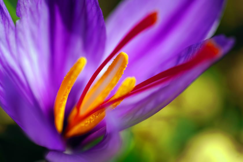 Kashmir Saffron — Grade 1 (7g)