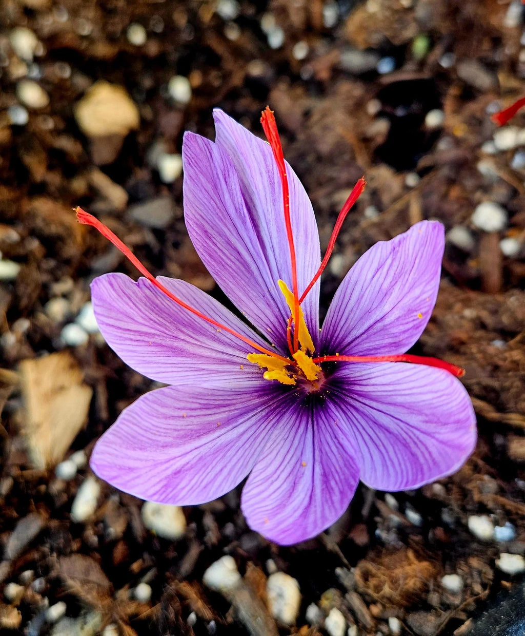 Kashmir Saffron — Grade 1 (7g)